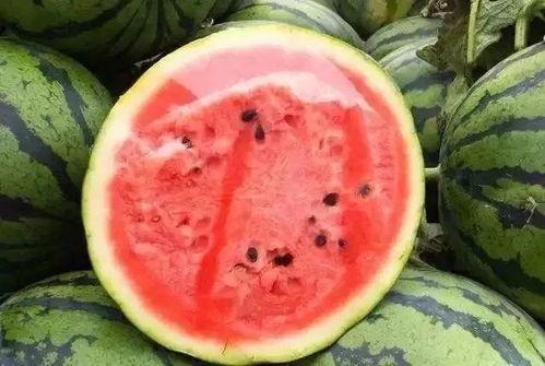 切瓜吃粒吗,探索瓜果食用新风尚