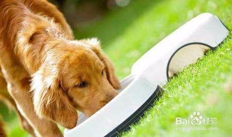 白瓜能给狗狗吃吗,狗狗的健康美食选择？