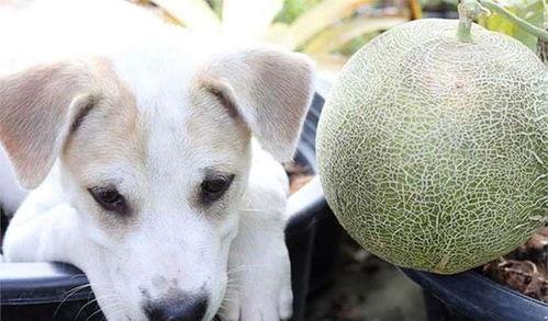 白瓜能给狗狗吃吗,狗狗的健康美食选择？