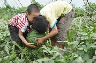 慈利吃瓜事件真相,揭秘背后真相与反思