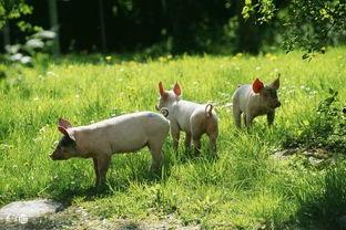 望月草猪哼吃瓜,一场别开生面的吃瓜盛宴