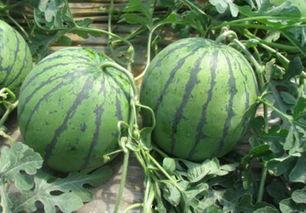 完全体小张吃瓜,揭秘完全体小张的瓜界传奇