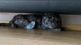 人工智障吃瓜,揭秘AI的趣味与争议