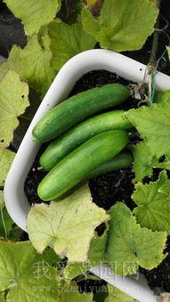 吃大园的瓜,探寻乡村田园生活之美