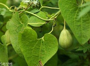 怀化梢瓜怎么吃,解锁家常美味新境界