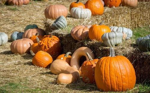 吃狮瓜的好处,揭秘吃狮瓜的五大益处