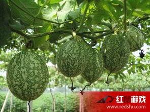 咳嗽可吃吊瓜吗,吊瓜能否成为食疗佳选？