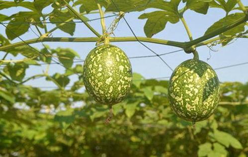 咳嗽可吃吊瓜吗,吊瓜能否成为食疗佳选？