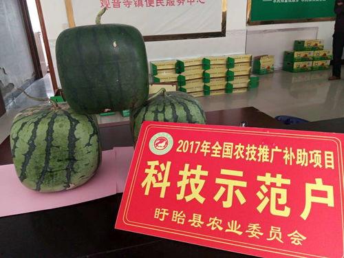 全镇吃瓜,吃瓜成风，揭秘吃瓜背后的故事与影响