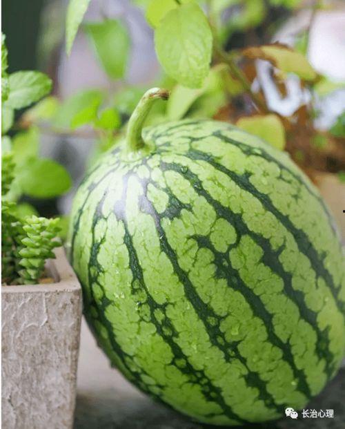 现在吃瓜现象,揭秘吃瓜现象背后的社会现象