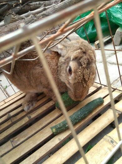 吃瓜兔子精,揭秘神秘仙界的美食传奇