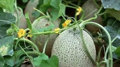 新疆网红吃瓜视频,一场视觉与味蕾的盛宴