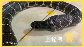 守宫可以吃瓜吗,揭秘能否享用瓜果美味