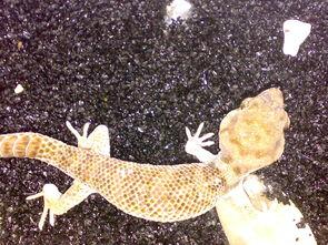 守宫可以吃瓜吗,揭秘能否享用瓜果美味