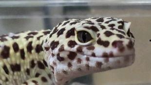 守宫可以吃瓜吗,揭秘能否享用瓜果美味