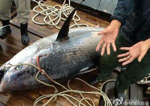 汕尾渔民吃瓜事件真相视频,真相与误解的交织