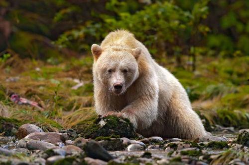 熊吃瓜原视频,一场萌宠与夏日的欢乐邂逅