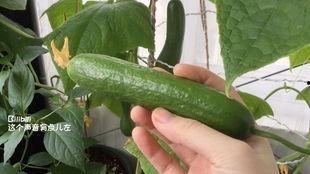 摘瓜洗瓜切瓜吃瓜视频,从摘瓜到吃瓜的甜蜜之旅